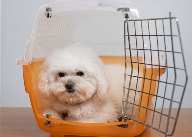 pet-relocations2